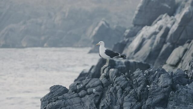 Gaviota parada mirando