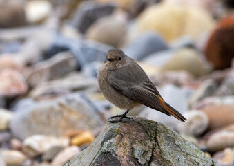 Black red start on rocky beach