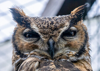 great horned owl