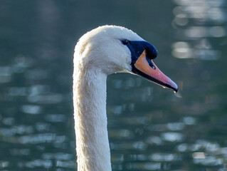 Fototapeta premium close up of mute swan