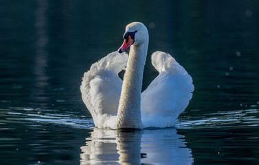 Obraz premium swan on the water