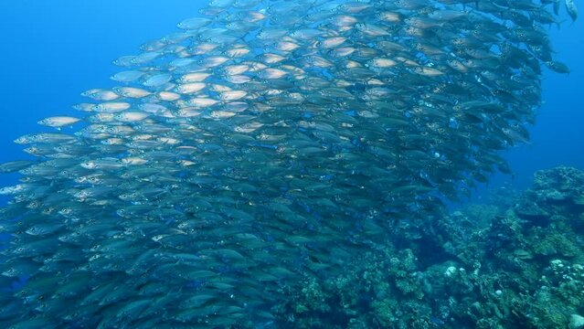 Seascape with schooling Big Eye Scad fish in the coral reef of the Caribbean Sea
