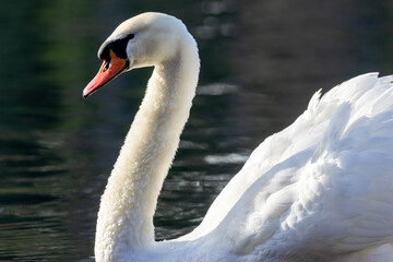 Fototapeta premium swan on the water