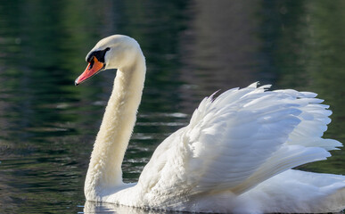 white swan on the water