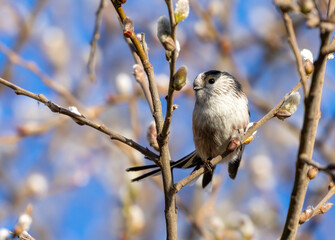 long tailed tit on a branch