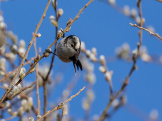 long tailed tit bird on a branch