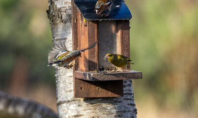 grumpy greenfinch guarding feeder from other birds