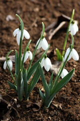 spring, flower, snowdrop, nature