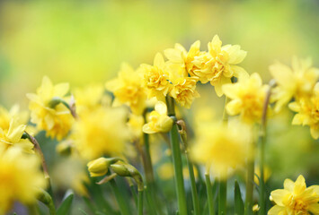 Spring blossoming light yellow and white daffodils in garden, springtime blooming narcissus (jonquil) flowers, selective focus, shallow DOF, toned