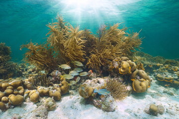 Naklejka na ściany i meble Coral reef in the Caribbean sea with tropical fish and sunlight underwater, Central America, Panama