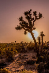 Backlit Joshua Tree