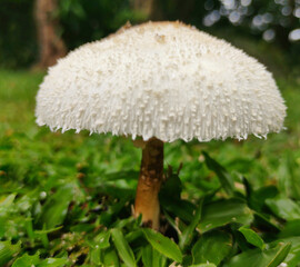 white mushroom with a delicate texture on a green lawn