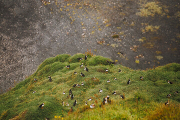 group of puffins on the cliff