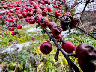 red berries on a tree