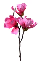 Foto op Canvas Magnolia branch with pink flowers on a white background, textile material © nndanko