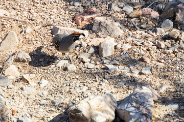 Common quail on rocky ground