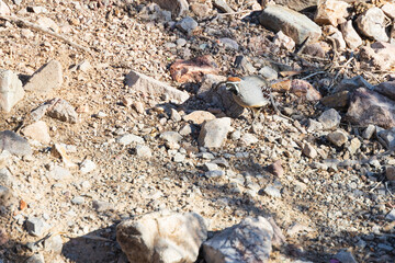 Common quail on rocky ground