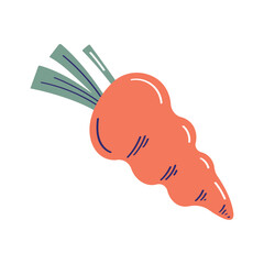 fresh carrot vegetable