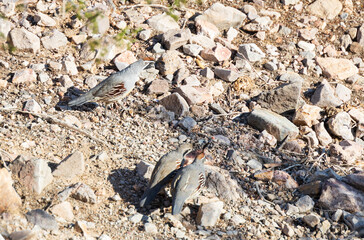 Common quail on rocky ground
