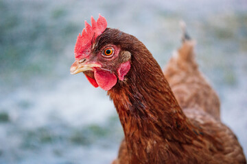 Rhode Island portrait of a hen or rooster with red plumage. Breed of chickens. Poultry farm, farming concept. Funny brown chicken outdoors on blue background. Cute bird on a walk on a farm.