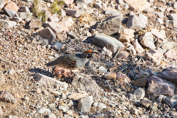 Common quail on rocky ground