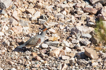 Common quail on rocky ground