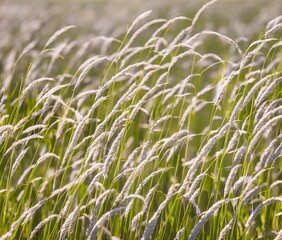 Fototapeta premium beautiful view of nature scene