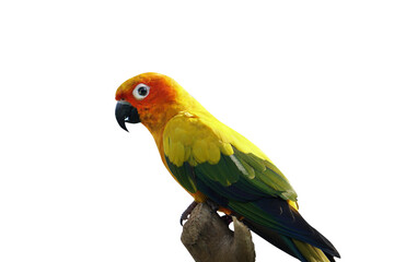 Fototapeta na wymiar beautiful colored parrots