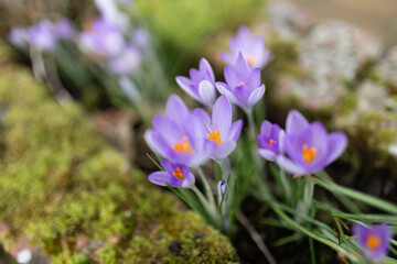Close-up of a wild purple crocus flowers