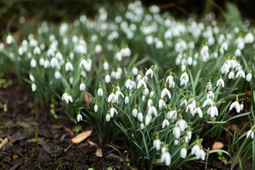 white snowdrops growing outdoors, selective focus.