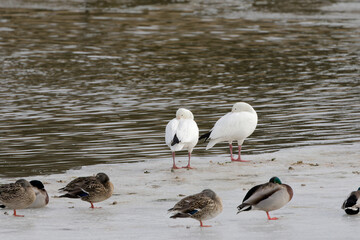 The snow goose (Anser caerulescens) is a species of goose native to North America.