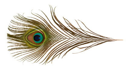 Peacock feather on transparent background. © wasanajai