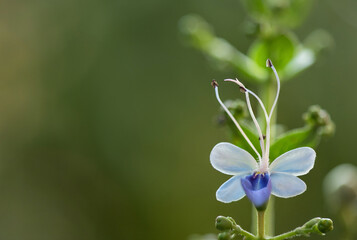 Fototapeta na wymiar Rotheca serrata flower on nature background.