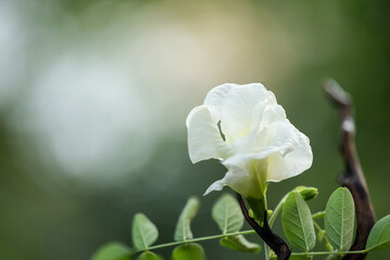 White butterfly pea  or Clitoria ternatea flower on nature background.