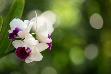 Fototapeta na wymiar White Cattleya orchids on natural background.