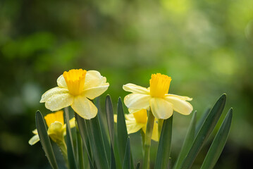 Daffodil or Narcissus flowers on nature background.
