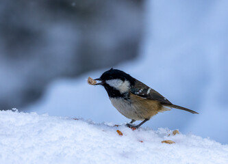 coal tit with a peanut in the snow