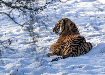 siberian tiger in snow