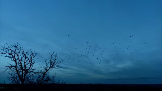 A large flock of crows flies in the blue sky. Silhouettes of wild birds in the sky. Wildlife 4K footage.