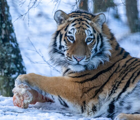 Amur tiger in snow