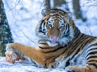 Amur tiger in snow