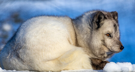 Arctic fox in the sunshine