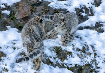 snow leopard cubs playing in the snow