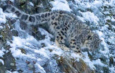 snow leopard cubs playing in the snow