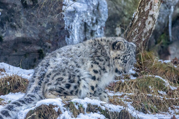 snow leopard cub