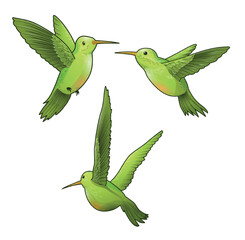 Three green birds. Tropical and exotic animals and characters with wings and feathers. Stickers for social networks and messengers. Cartoon flat vector illustrations isolated on white background