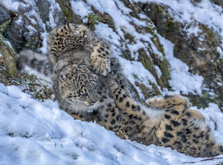 Fototapeta premium snow leopard cub with icicles 