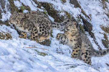 snow leopard cubs in the snow