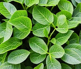 fresh mint leaves on wooden background