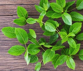 fresh mint leaves on wooden background
